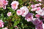 Aussie Magic rose photo
