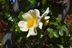 Mermaid rose photo