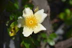 Mermaid rose photo