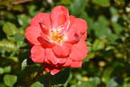 Matangi ® rose photo