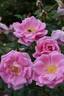 Arcadia rose photo