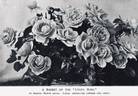 Lyon rose photo