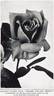 Madame Edouard Herriot rose photo