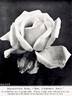 Mrs. Campbell Hall rose photo