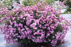 DayDream ™ rose photo
