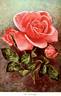 Lyon rose photo
