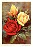 Hugh Dickson rose photo