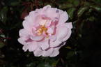 Valentine Heart rose photo
