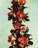 Grimpant Marie-Claire rose photo