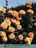 Grand'mère Jenny, Cl. rose photo