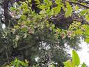Advent Bells clematis photo