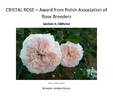 Erfurter Perle rose photo
