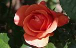 Annick rose photo