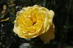 Mountbatten rose photo