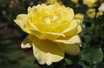 Mountbatten rose photo