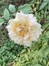 Perle des Jardins rose photo