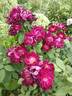 Cardinal Hume ® rose photo