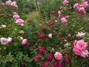 Cardinal Hume ® rose photo