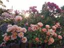 Cubana ™ rose photo