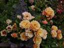 Cubana ™ rose photo