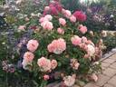 Cubana ™ rose photo