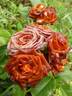 Brown Sugar rose photo