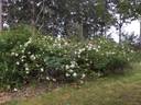 Polyantha Grandiflora rose photo