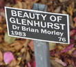 Beauty of Glenhurst rose photo