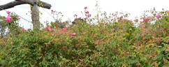 Beauty of Glenhurst rose photo