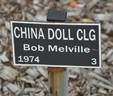 China Doll, Cl. rose photo