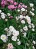 Alden Biesen ® rose photo