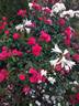 Cherry Girl rose photo