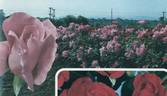 Carefree Beauty rose photo