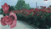 Anne de Bretagne ® rose photo