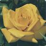 Parador rose photo