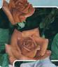 Anne Marie Trechslin ® rose photo