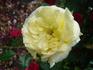 Coupe d'Or rose photo