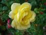 Coupe d'Or rose photo