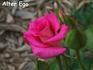 Alter Ego rose photo