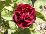 Monsieur Ernest Dupré rose photo