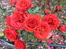 Fire Princess rose photo