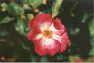 Tony Jacklin rose photo