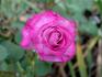 Cloudland rose photo