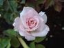 Heaven ™ rose photo