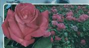 Susan Hampshire rose photo