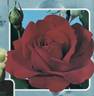 Champs-Elysées ® rose photo
