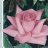 Carina rose photo