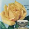 Sun King rose photo