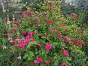 F. J. Grootendorst rose photo