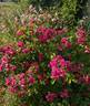 F. J. Grootendorst rose photo